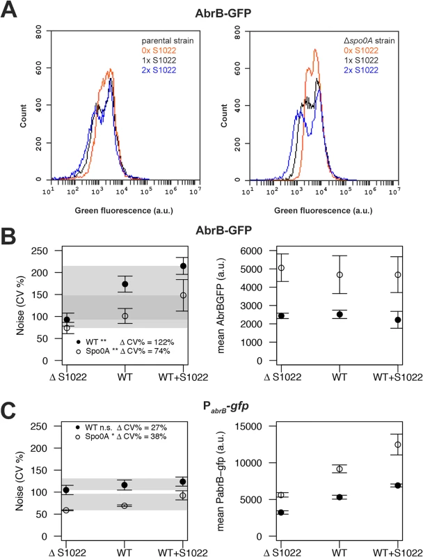 RnaC/S1022 induces protein expression noise of AbrB-GFP.