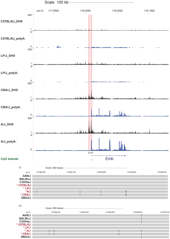 Relationship between variable DNase I hypersensitive sites, underlying sequence and transcript variation.