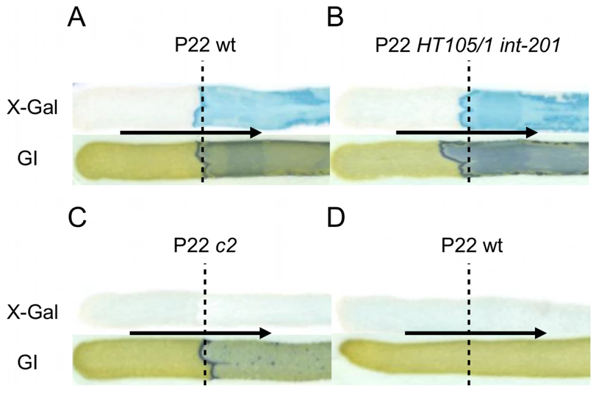 The Pid/<i>dgo</i> interaction is not supported during strict lytic or lysogenic development of P22.