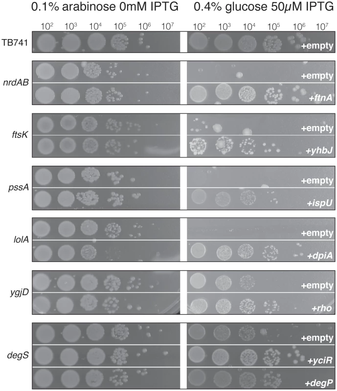 Differential colony formation of conditional lethal mutant strains with suppressive plasmids.