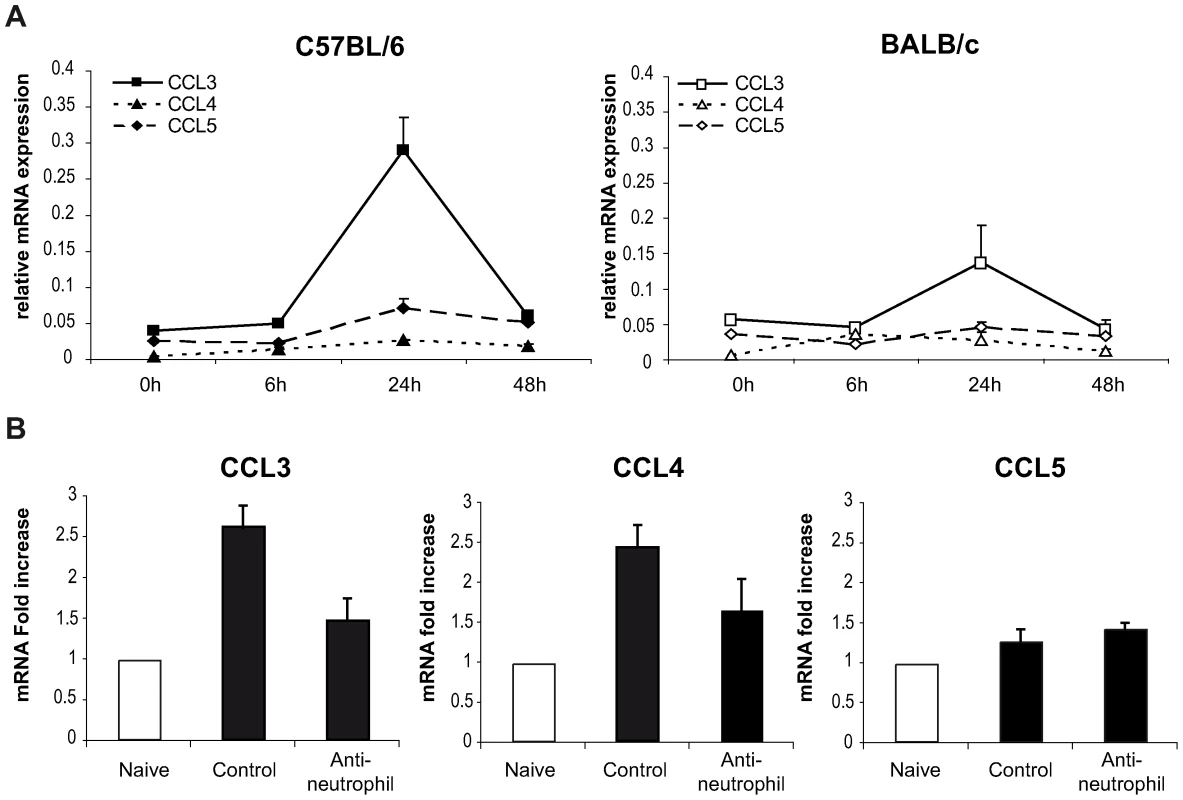 CCL3 is a major DC-attracting chemokine in the ear dermis one day post <i>L. major</i> inoculation.