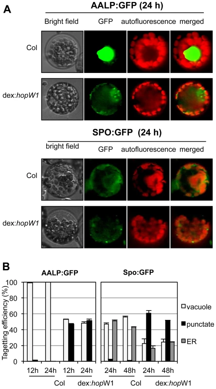 Inhibition of the vacuolar and ER trafficking by HopW1.