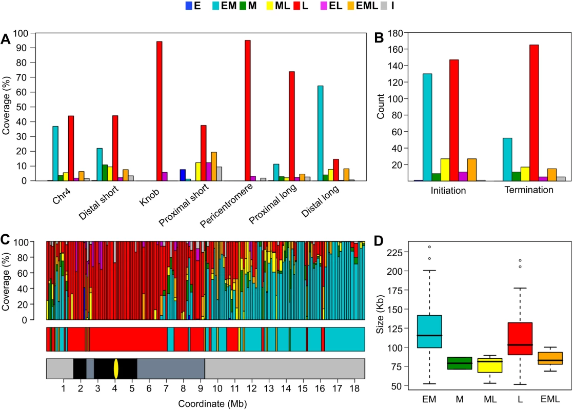 Analysis of chromosome 4 replication timing segments and replicon structure.