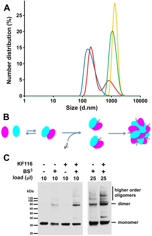 KF116 promotes IN multimerization <i>in vitro</i> and in HIV-1 particles.