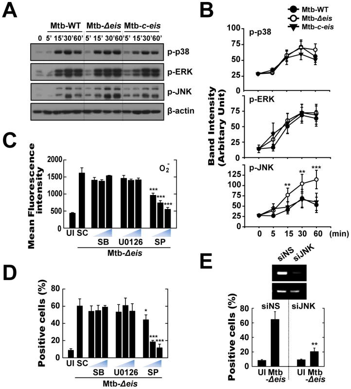 Infection with Mtb-<i>Δeis</i> induces cell death through JNK-dependent signaling.