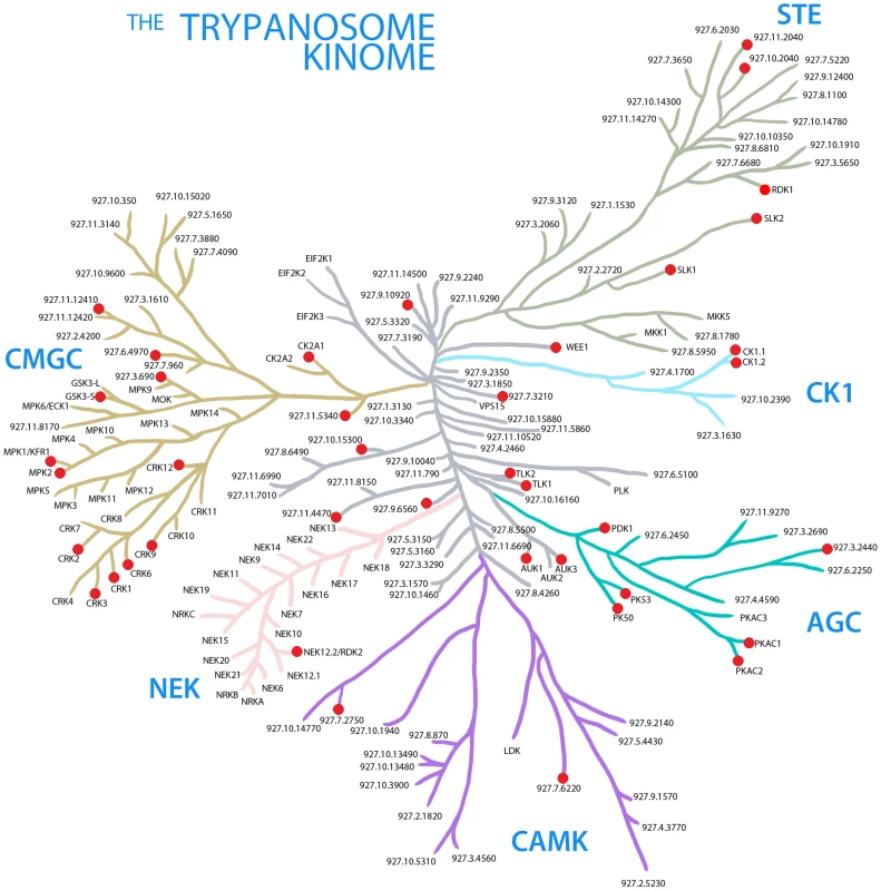 The trypanosome kinome.