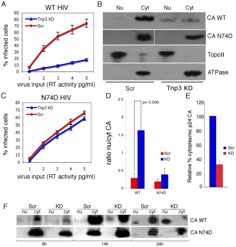 Tnp3 affects the nucleo-cytoplasmic distribution of CA.