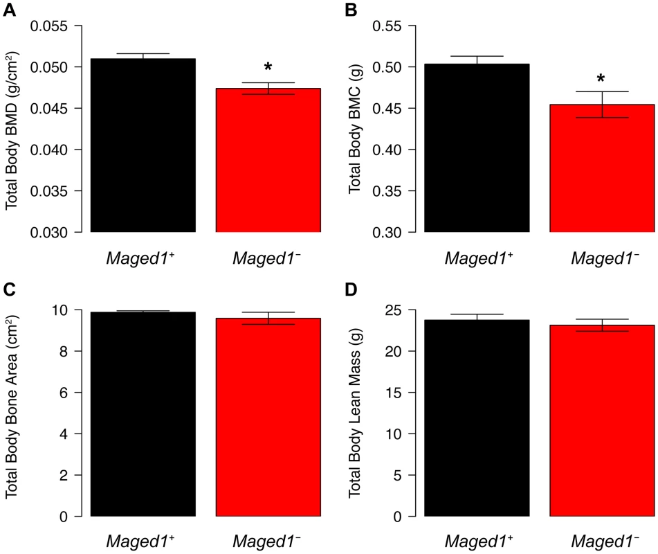 BMD is decreased in <i>Maged1</i>-deificient mice.