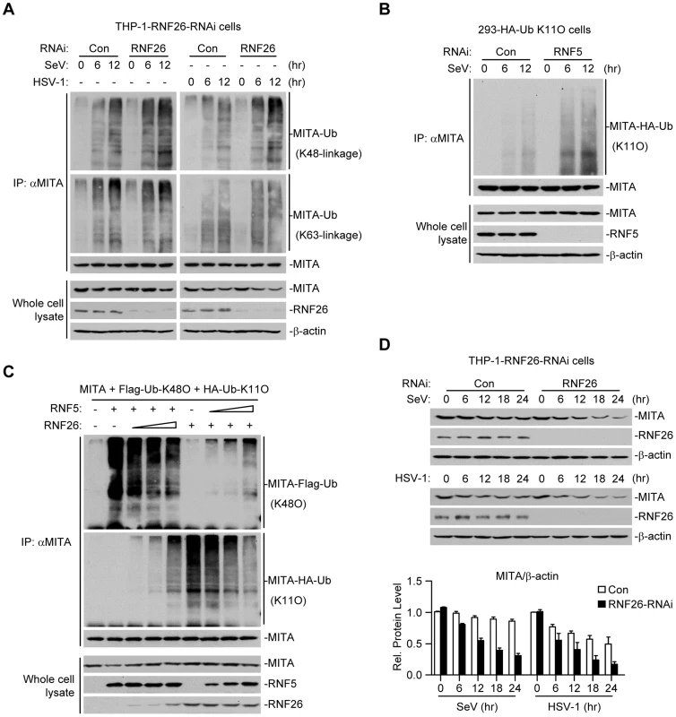 RNF26 protects MITA from K48-linked polyubiquitination and degradation.