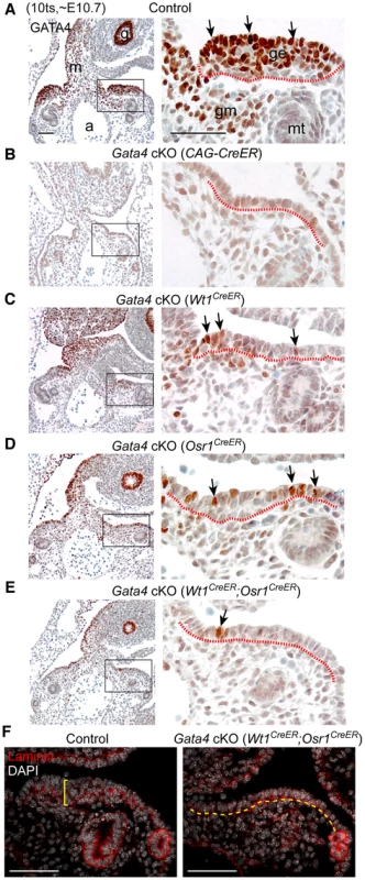 <i>Gata4</i> is required for thickening of coelomic epithelium that gives rise to genital ridge.