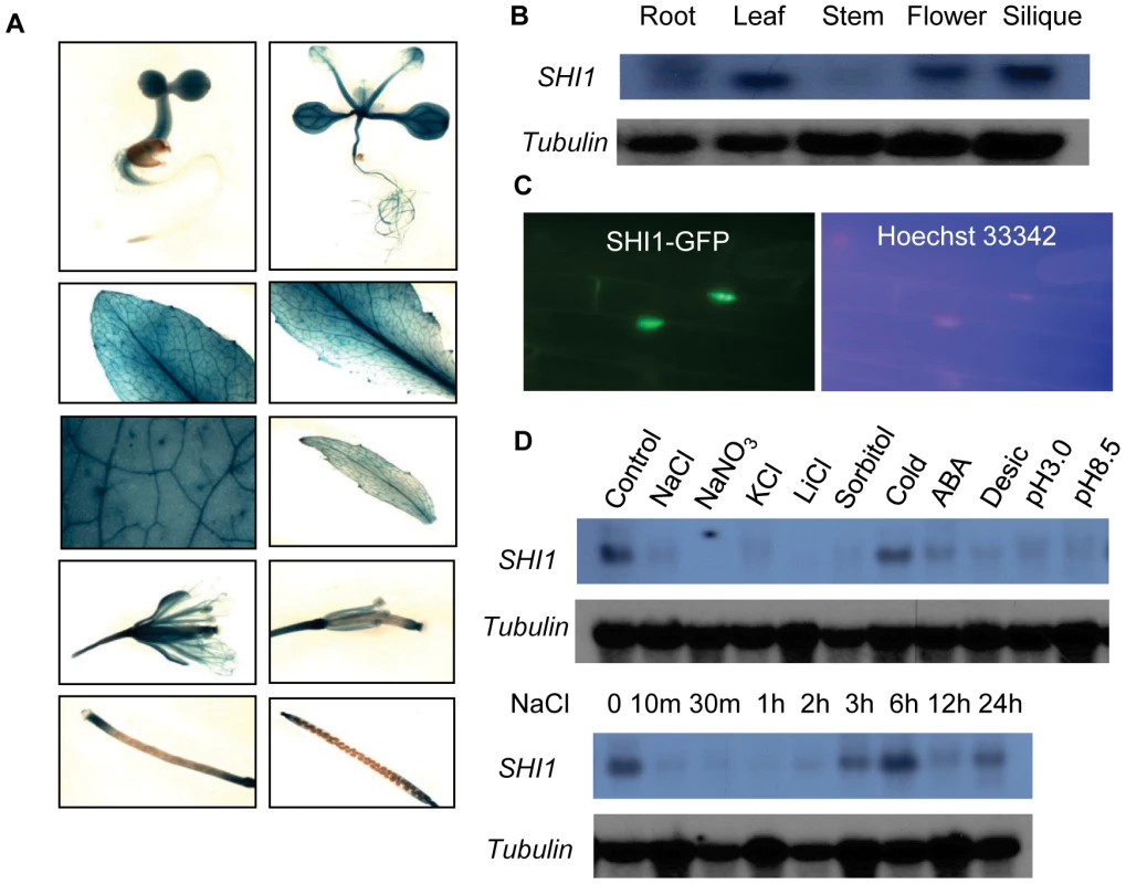 Gene expression and subcellular localization of the SHI1.