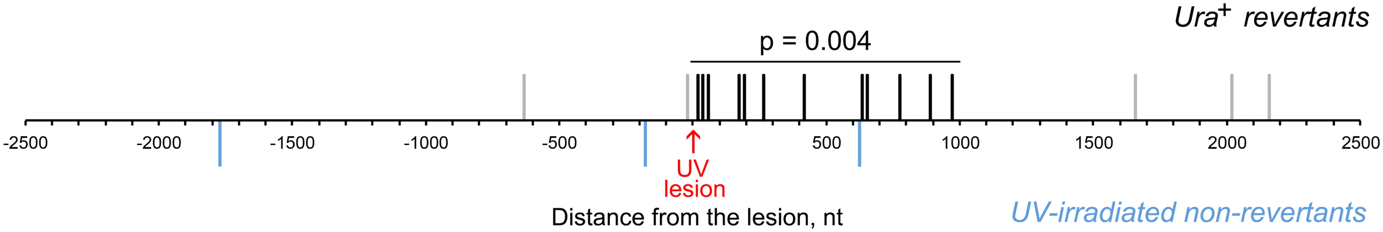 UV lesion bypass is associated with increased mutagenesis downstream of the lesion.