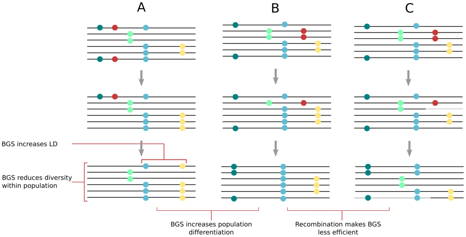 Effect of background selection (BGS) on molecular diversity within and between populations.