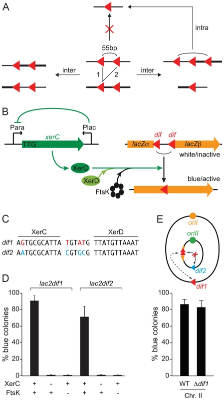 FtsK-dependent Xer recombination at <i>dif</i> as a tool to monitor sister chromatid contacts.