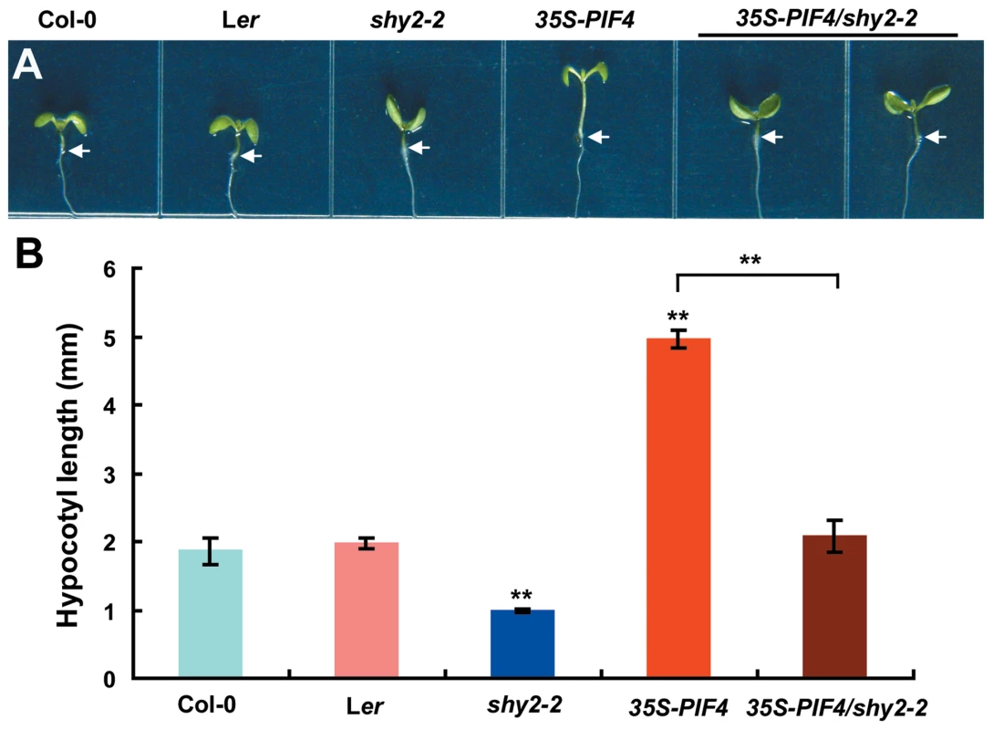 The <i>shy2-2</i> Mutation Suppresses the Long-Hypocotyl Phenotype of <i>35S-PIF4</i> Seedlings.