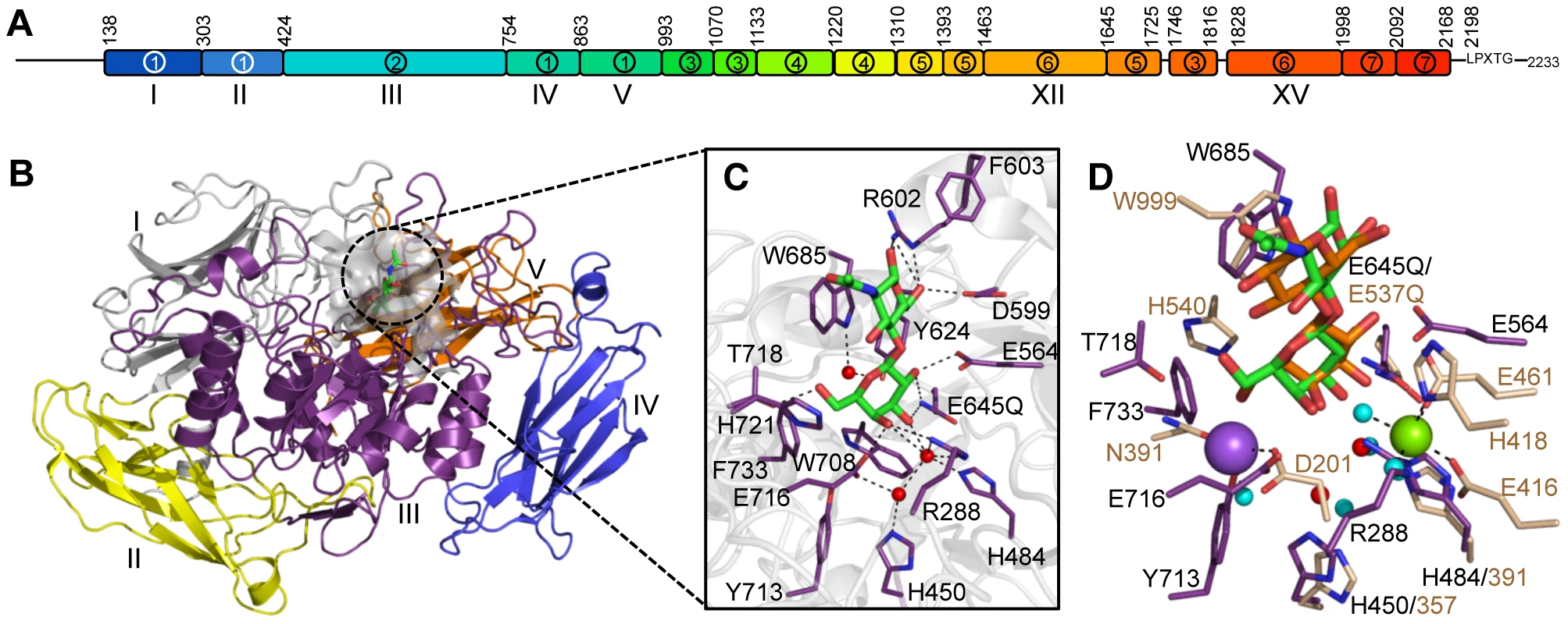 The structural features of BgaA from <i>S. pneumoniae</i>.