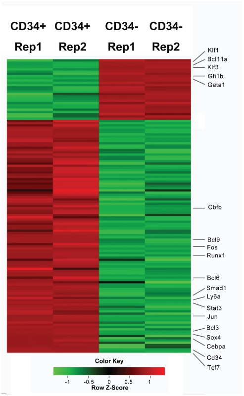 Heatmap display of transcription factors that differential expressed (&gt;1.5 fold) between Lin-CD34+ cell and Lin-CD34− cells.