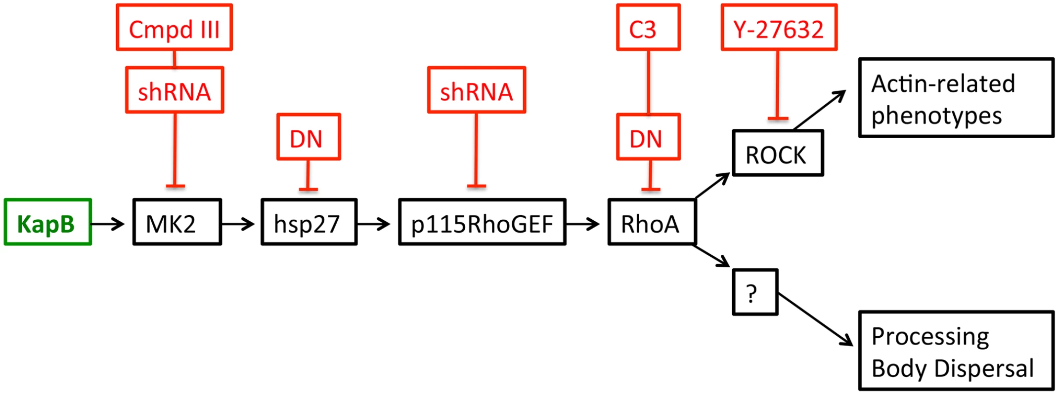 KapB activation of MK2 can lead to RhoA through intermediates hsp27 and p115RhoGEF.