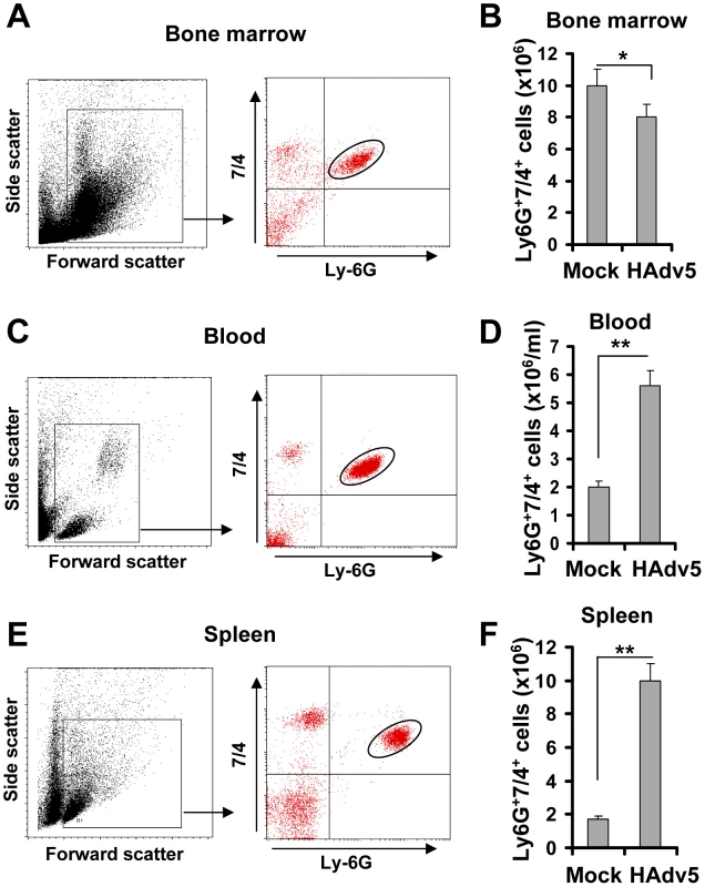 Intravascular adenovirus administration leads to the release of Ly-6G<sup>+</sup>7/4<sup>+</sup> polymorphonuclear leukocytes from bone marrow into the blood and their retention in the spleen.