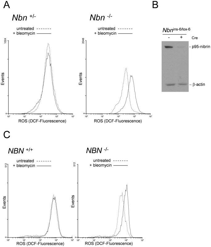 High levels of ROS in <i>Nbn</i> null mutant murine fibroblasts and NBS patient cells after DNA damage.