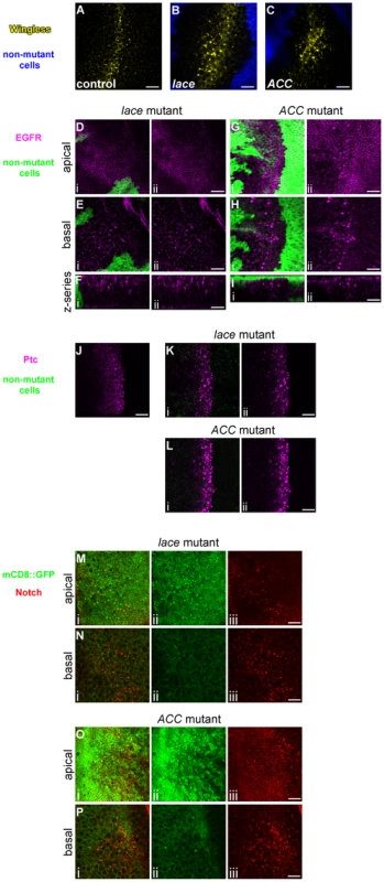 Abnormal trafficking of Wingless, EGFR, Patched, and mCD8::GFP in <i>lace</i> and <i>ACC</i> mutant tissues.