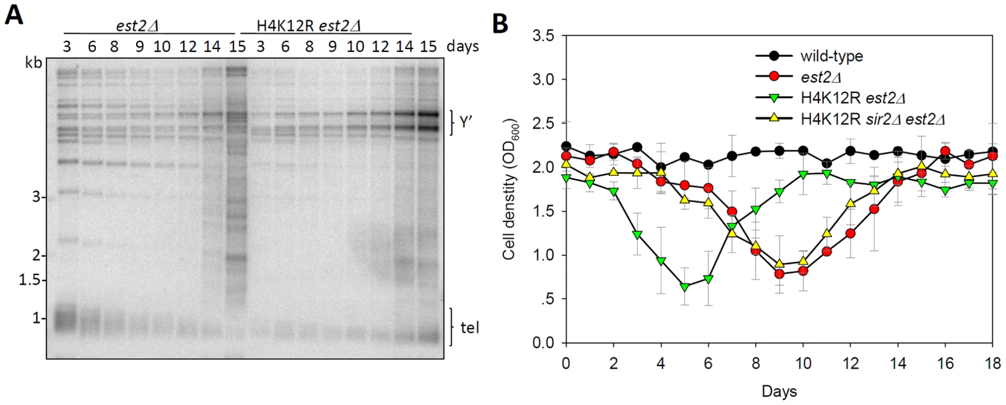 Histone H4K12 acetylation regulates telomere recombination.