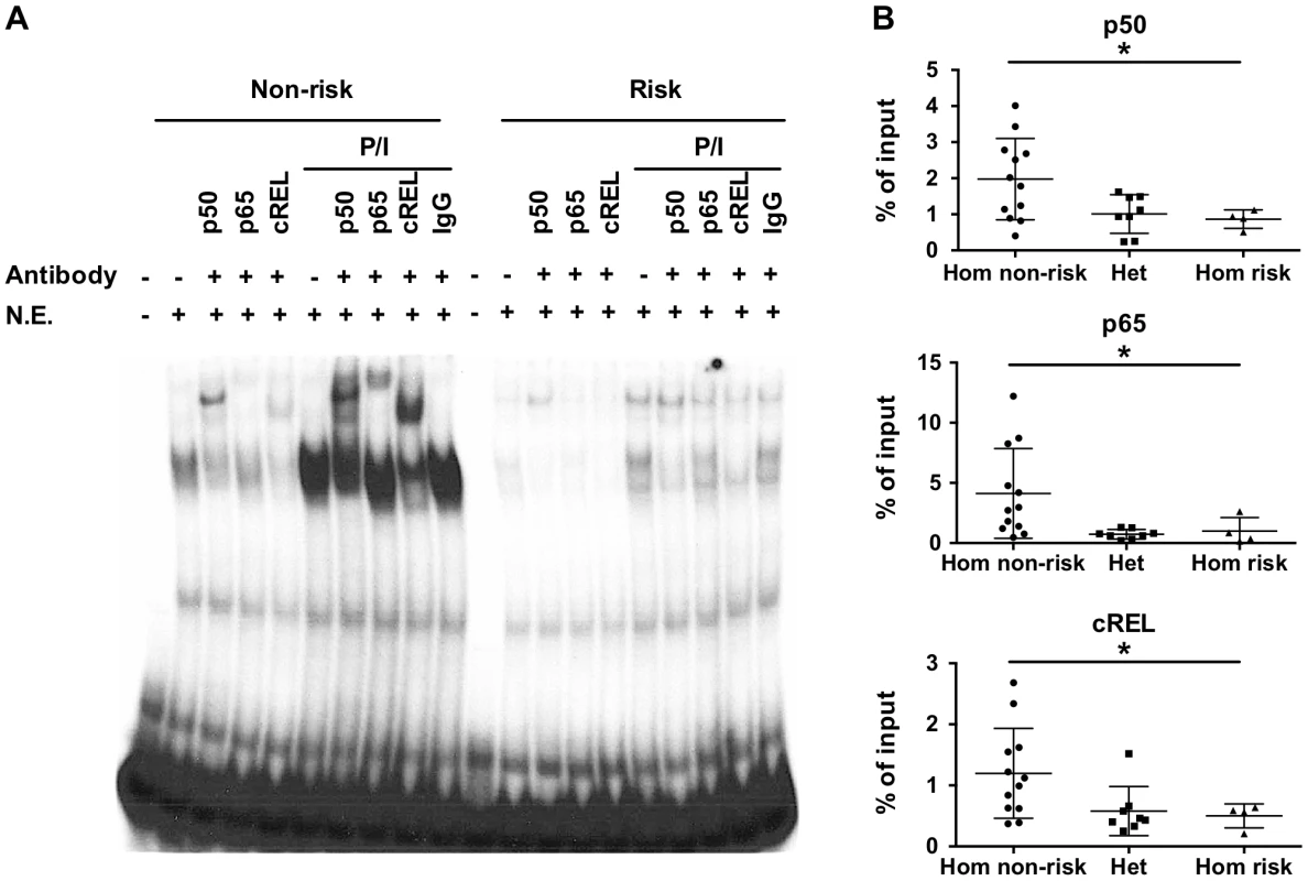 The TT&gt;A variants result in reduced binding of a nuclear protein complex that contains NF-κB subunits.