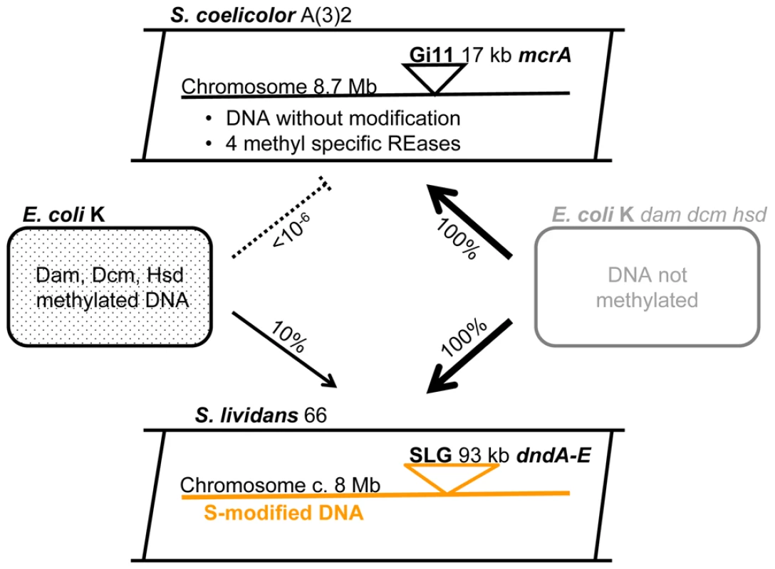 <i>Streptomyces</i> and <i>E. coli</i> strains used as sources of recombinant DNA.