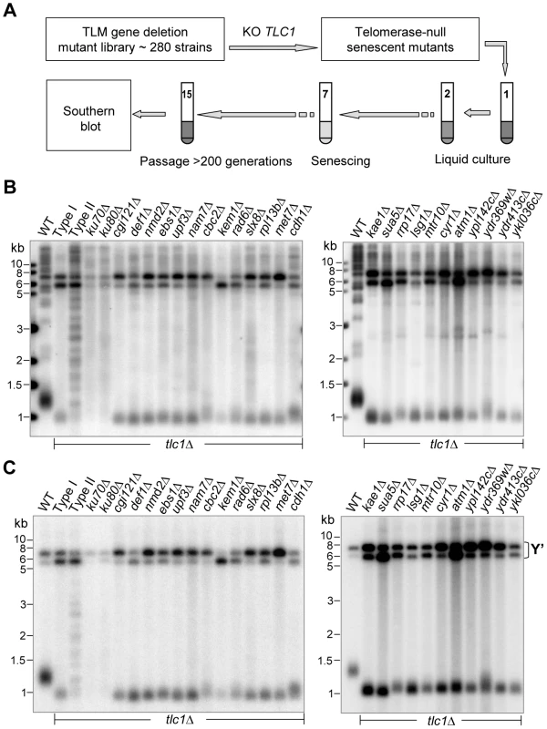 Southern blot analyses of Type I survivors generated in <i>tlm</i>Δ <i>tlc1</i>Δ mutants in liquid culture.