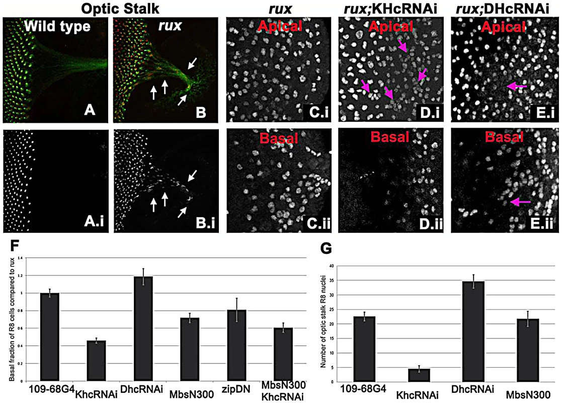 Kinesin and Dynein regulate nuclear position in post mitotic <i>rux</i> R8 cells.