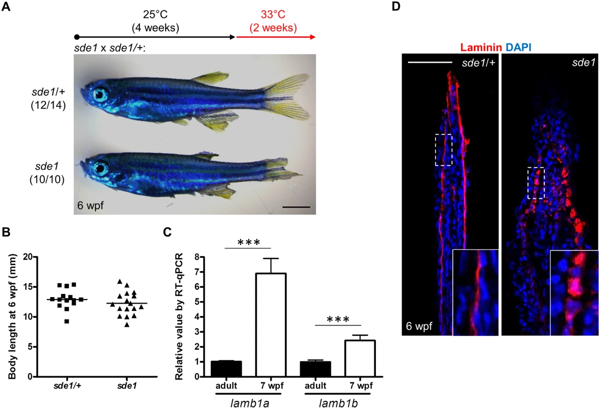 <i>lamb1a</i> is required for juvenile fin growth but not body growth.