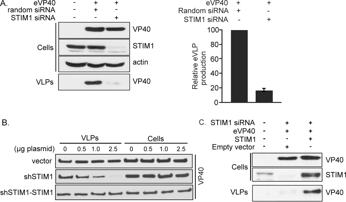 STIM1 suppression inhibits egress of eVP40 VLPs.