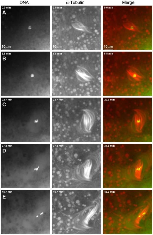 Defects in spindle morphology and chromosome positioning are observed in a living <i>γtub37C<sup>P162L</sup></i> mutant oocyte.