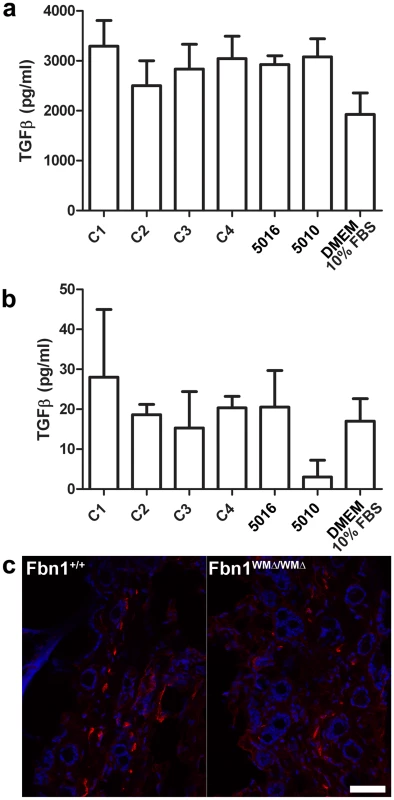Measurements of TGF-β in cultured fibroblasts; α-smooth muscle actin staining.