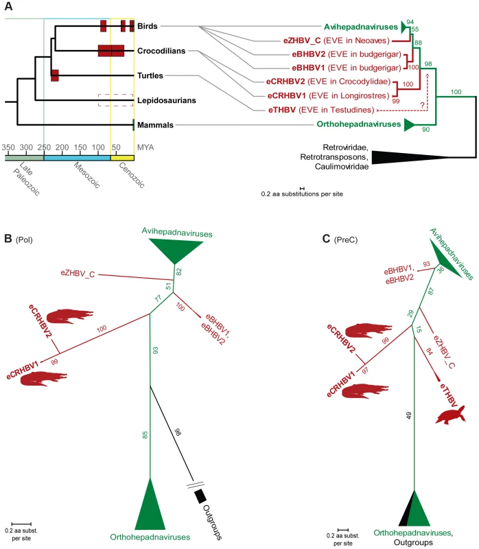 Phylogeny of Hepadnaviridae and their amniote hosts.