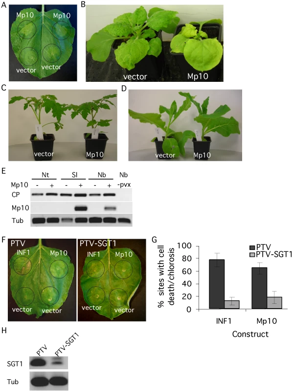 The candidate effector Mp10 induces chlorosis specifically in <i>N. benthamiana</i>.