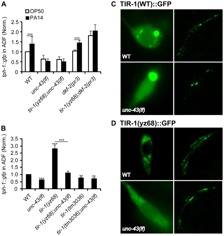 Regulation of TIR-1 signaling in ADF neurons.