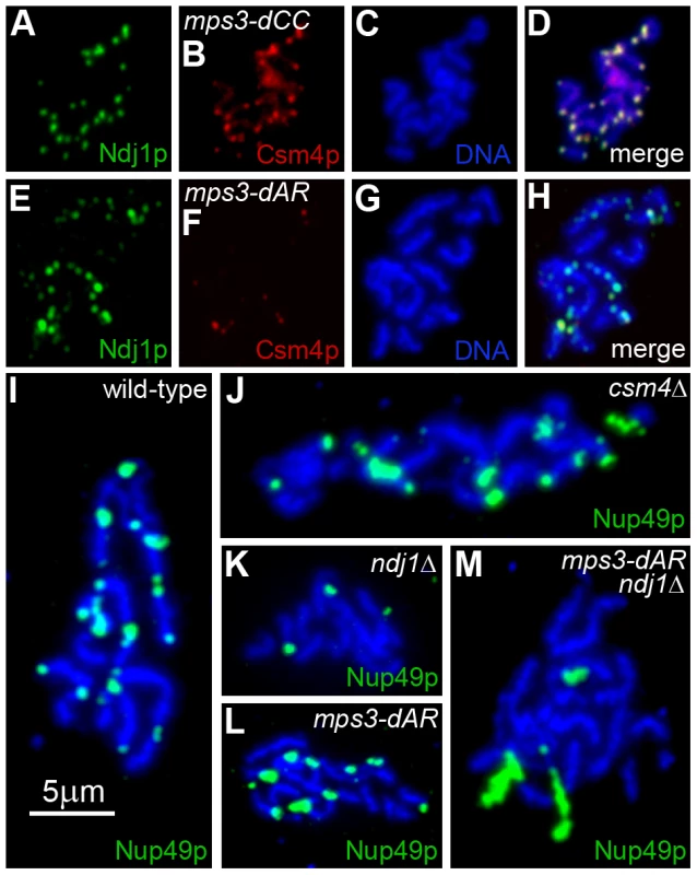 Telomere association with Ndj1 and Csm4, but not with the nuclear envelope, is diminished in <i>mps3-dAR</i>.