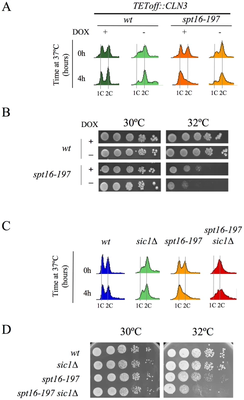 The forced entry of Spt16-deficient cells into the S-phase lowered their viability.