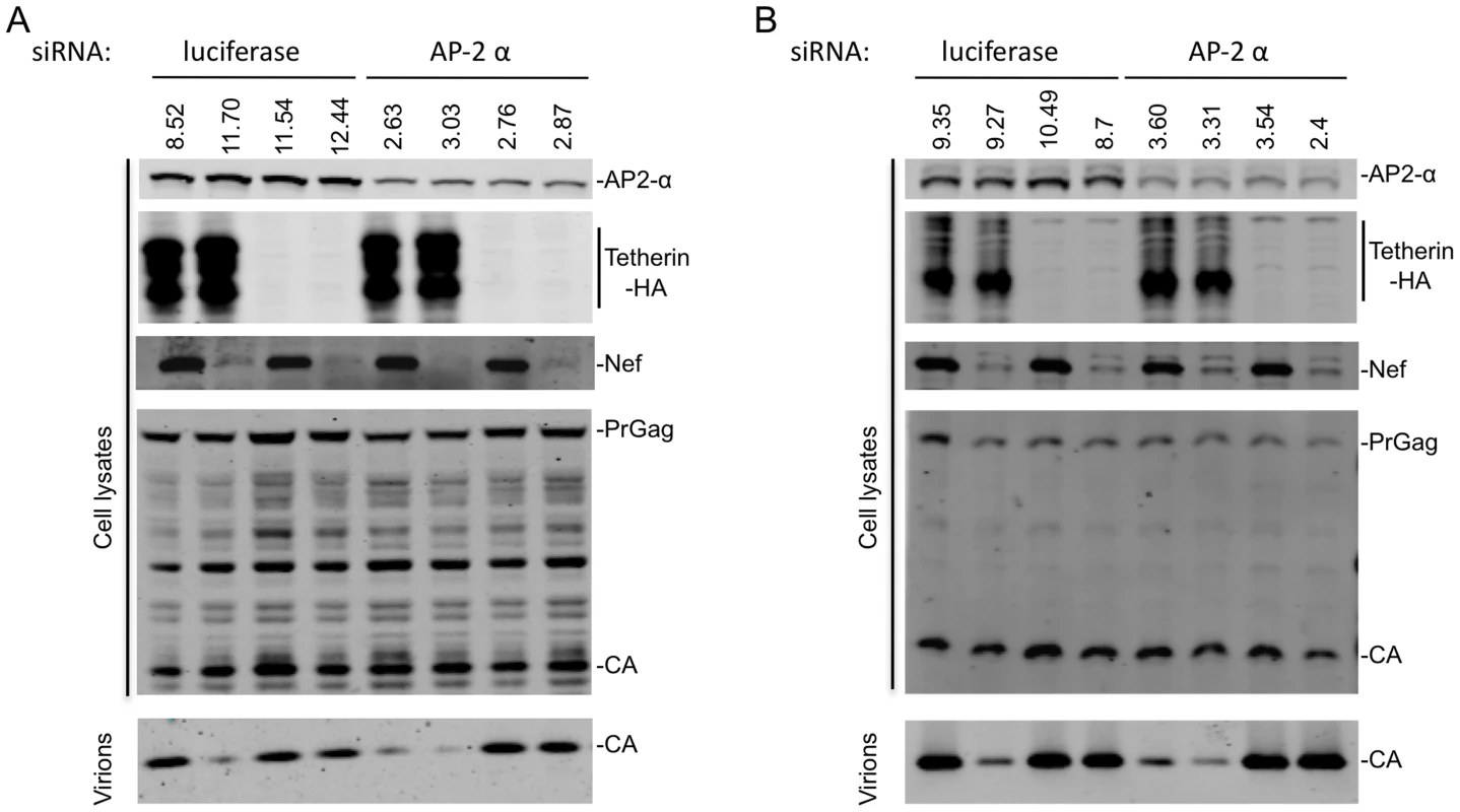 AP-2 is required for Nef to antagonize Tetherin.