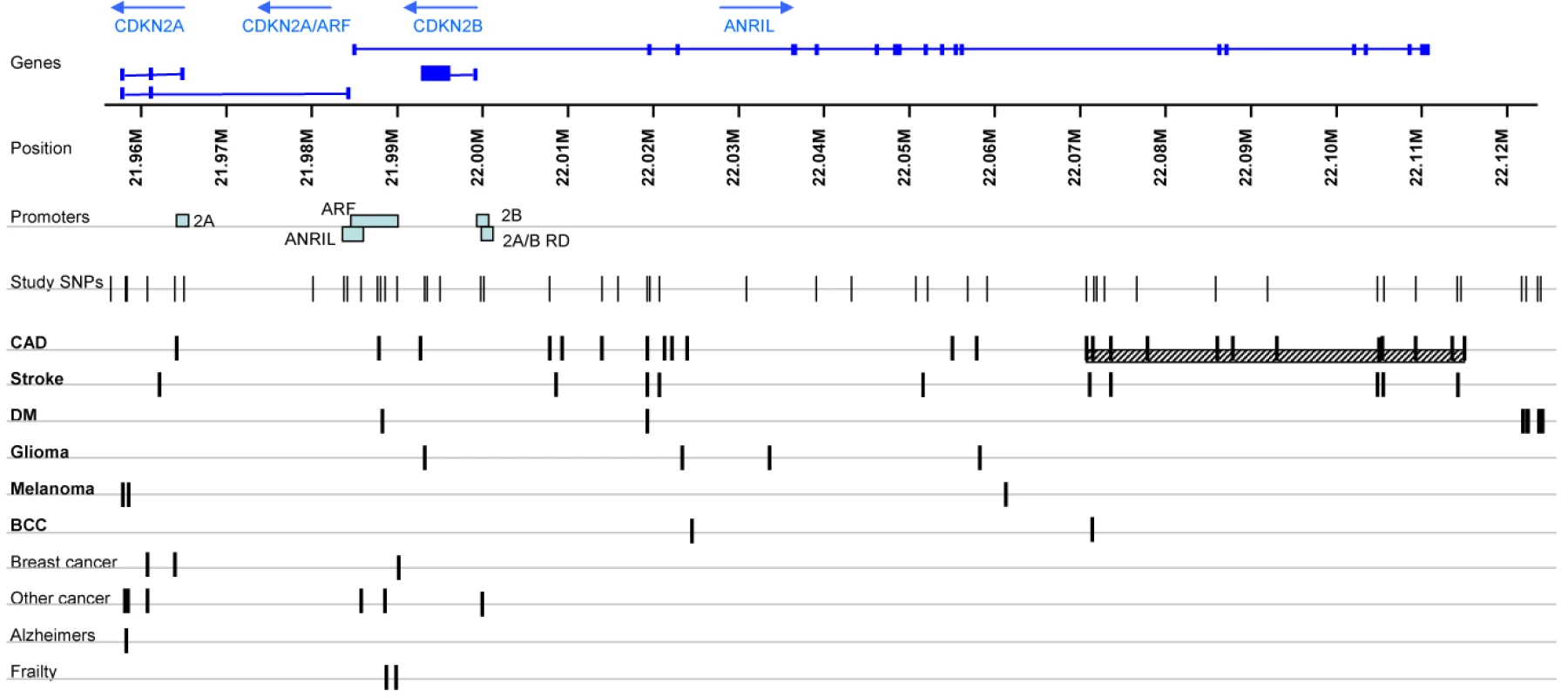 SNPs associated with disease in the chromosome 9p21.3 region.