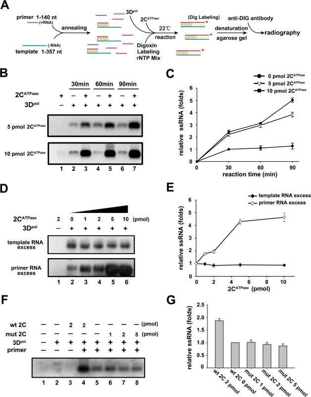 2C<sup>ATPase</sup> facilitates 3D<sup>pol</sup>-mediated enteroviral RNA synthesis <i>in vitro</i>.