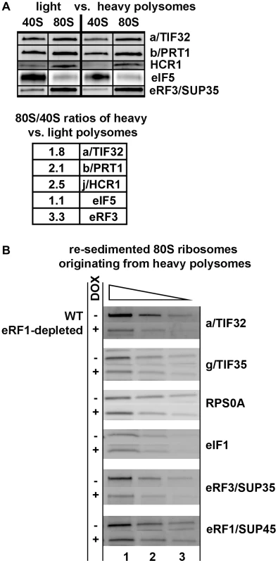 eIF3 associates with 80S couples isolated from heavy polysomes in an eRF1-dependent manner.