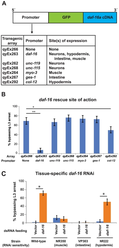 Expression of DAF-16 in the hypodermis regulates the L3 nutritional response.