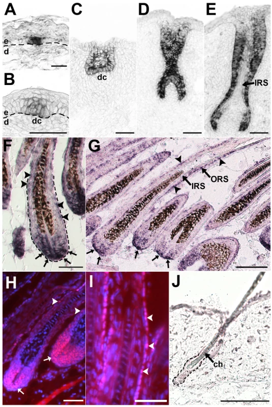 Lhx2 is expressed from early stages of morphogenesis and becomes restricted to the proximal part of the hair bulb and the ORS in fully developed HFs.