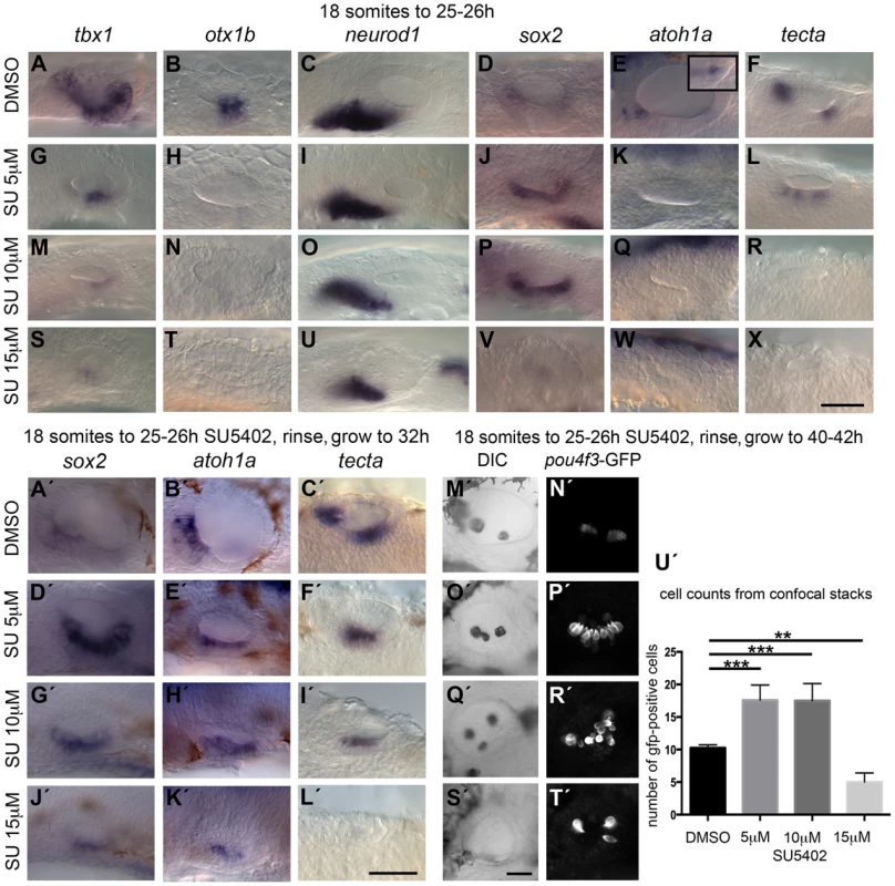 Inhibition of FGF signalling by SU5402 reveals a concentration-dependent effect of FGF signalling during OV development.