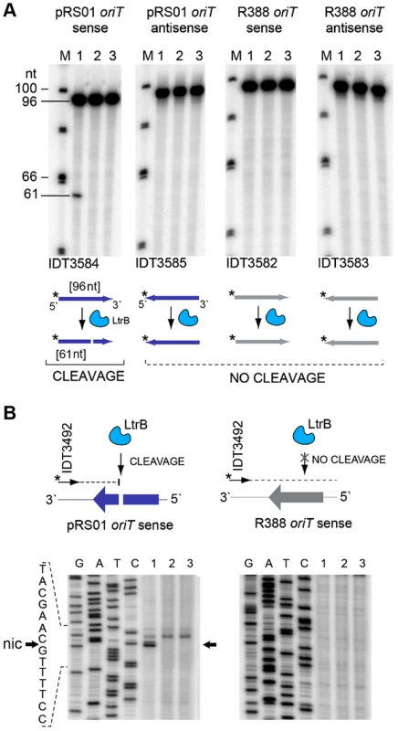 LtrB nicks ssDNA of its cognate <i>oriT</i> in sequence- and strand-specific manner.
