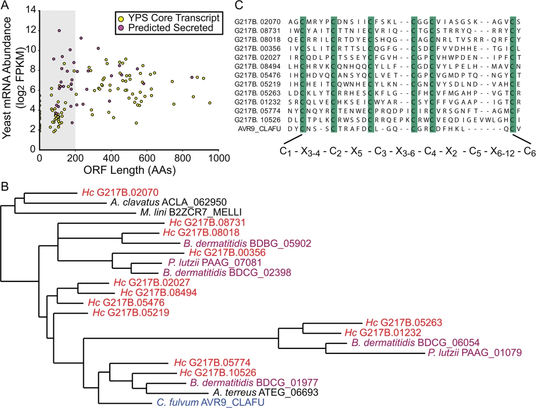 The <i>Histoplasma</i> transcriptome encodes many small, cysteine-rich proteins with homology to a knottin gene family.
