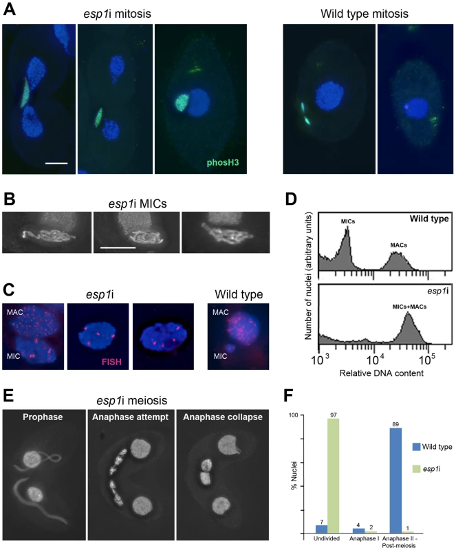 RNAi depletion of separase Esp1p prevents mitotic and meiotic division and causes MIC polyploidization.