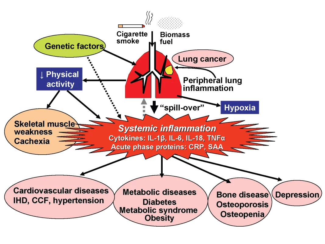 Patients with COPD have peripheral lung inflammation that may spill over into the systemic circulation, leading to skeletal muscle weakness and cachexia and increasing propensity to cardiovascular, metabolic, and bone diseases, and depression.